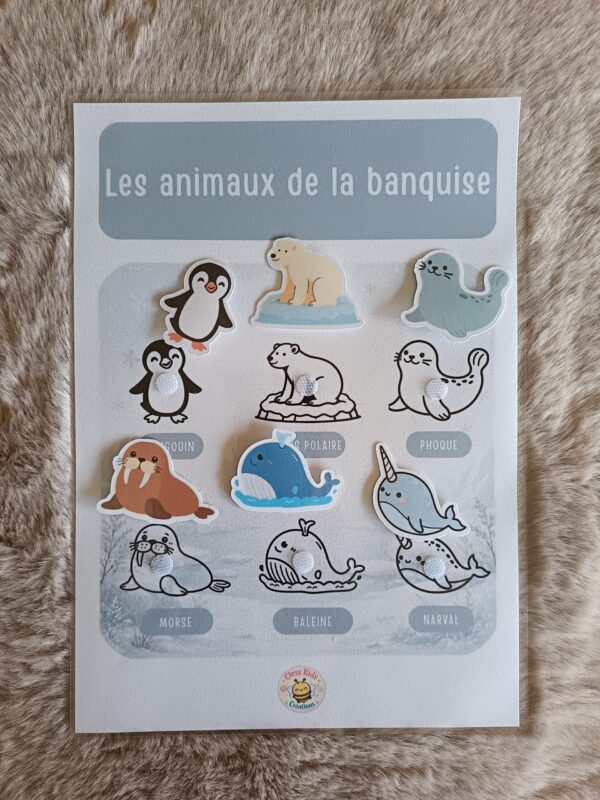 Fiche A4 - Animaux de la banquise