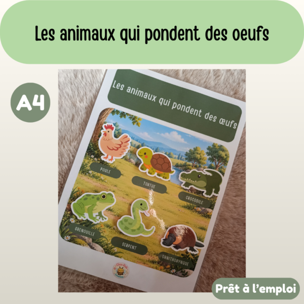 Présentation (61) Fiche A4 - Les animaux qui pondent des oeufs