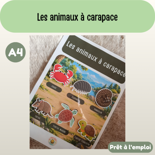 Présentation (66) Fiche A4 - Les animaux à carapace